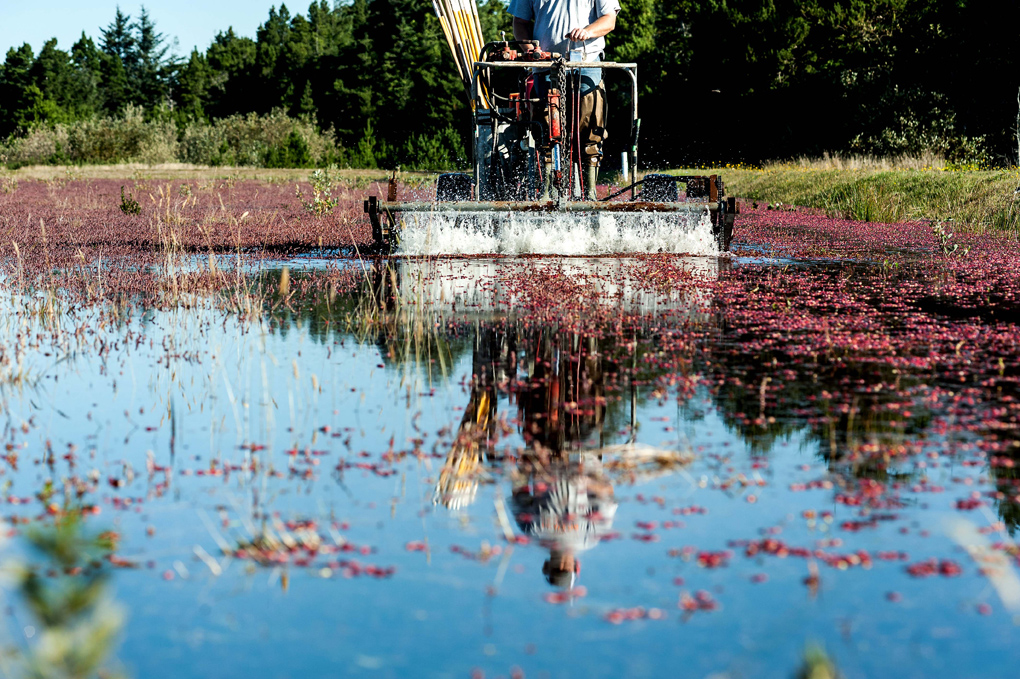 Portland Food Photographer Cranberry Bogs » PDX Food Photographer